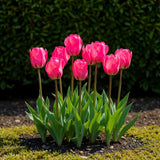 Green boutiQ - Bloembollen - Tulp Triumph Pink - Kleur Roze - 15 stuks - Bolmaat 11/12 - XXL Pack