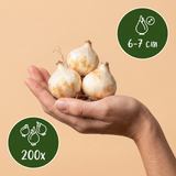 200x Muscari White Magic - Witte druifhyacint - Wit - Verwilderingsbol - Bolmaat 6/7