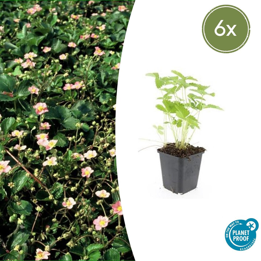 Fragaria vesca – 6 planten · pot Ø9 cm · 10-25 cm hoog