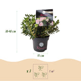 Green boutiQ - Dwerg Rhododendron - Rhododendron Bloombux Light Pink - Bloeiende Buxus - Weinig Onderhoud - Licht Roze Bloem - 6 Planten - Pot 17cm - Hoogte 30-40cm