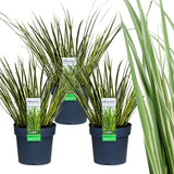 3 x Acorus gramineus 'Argenteostriatus' - Ø 14 cm - ↨ 30 cm