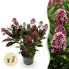 Green boutiQ - Terrasplant - Skimmia japonica Rubella - Bloem Rood - 10+ Bloemen - 3 Planten - Winterhard - Pot 10,5cm Hoogte 25cm