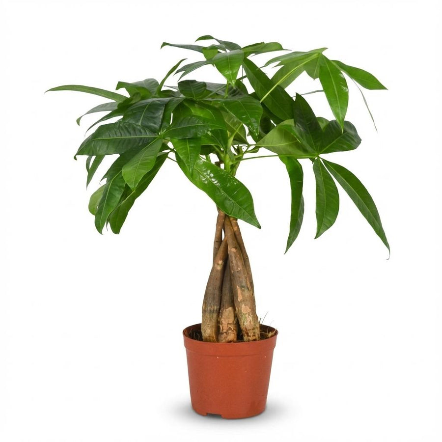 Pachira Aquatica – Pot Ø12 cm · 40-50 cm hoog (foto 2)
