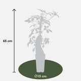 Parthenocissus henryana - Chinese Wilde Wingerd - Ø15cm - ↕65cm