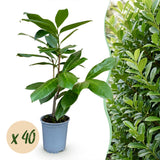 Green boutiQ - 40x Prunus laur. Rotundifolia - Laurierkers - Haagplanten - Groenblijvend - Groen - Pot 9cm - Hoogte 25-35cm