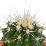 Cactus en vetplanten mix 5.5 cm | 15 stuks - in Mexicaanse pot