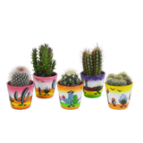 Cactus mix 5.5 cm - 5x - in Mexicaanse pot