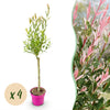 4x - Salix Flamingo - Ø17cm - ↕70-80cm