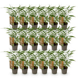 Green boutiQ - Bamboe - Fargesia Asian Wonder - Bladhoudend - Niet Woekerend - Groen - 18 Planten - Pot 14cm - Hoogte 35cm