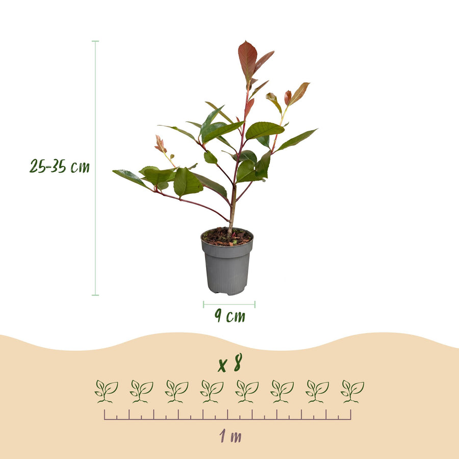 Photinia fraseri Red Robin — Glansmispelhaag, 40 stuks, 25-35 cm