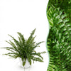 Green boutiQ - Kamerplant - Nephrolepsis exaltata Green Lady - Varen - Huisdiervriendelijke Plant - Groen - 1 Plant - met Potter Wit - Pot 12cm - Hoogte 25cm