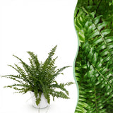 Green boutiQ - Kamerplant - Nephrolepsis exaltata Green Lady - Varen - Huisdiervriendelijke Plant - Groen - 1 Plant - met Potter Wit - Pot 12cm - Hoogte 25cm