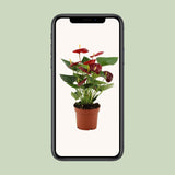 Anthurium Calon In Transparant Sleeve - Ø12cm - ↕36cm