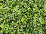 60x Euonymus fort. 'Minimus' - ↕10-25cm - Ø9cm