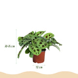 Green boutiQ - Kamerplant - Maranta Fascinator Kerchoveana - Zebraplant - Huisdiervriendelijke Plant - Groen - 2 Planten - met Mand - Pot 12cm - Hoogte 25cm