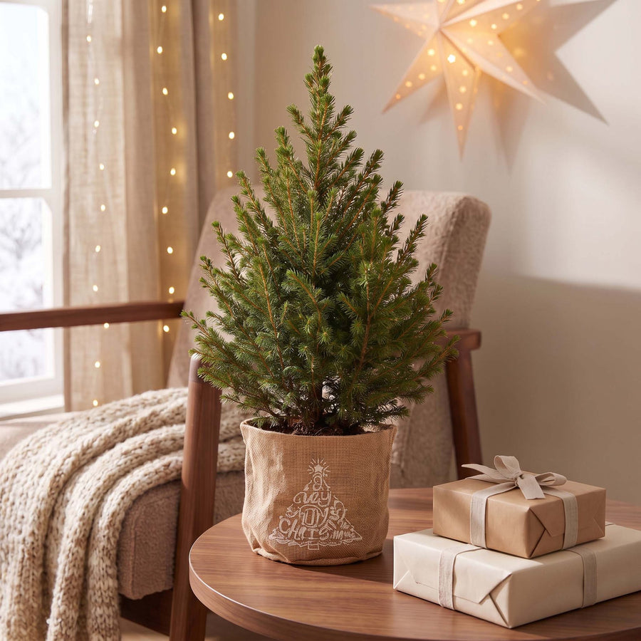 Kegelspar kerstboom – Pot Ø17 cm · 65 cm hoog · met jute zak (foto 3)