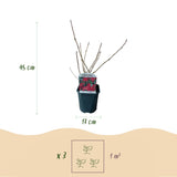 Green boutiQ - Heesters -Ribes sanguineum Kind Edward - Bloem Rood - 1 Plant - Bladverliezend - Weinig Onderhoud - Pot 17cm Hoogte 45cm