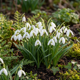 200x Galanthus Elwesii - Grote sneeuwklokje - Wit - Voorjaarsbloeier - Bolmaat 5/6