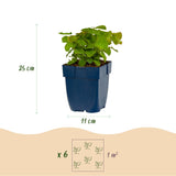 Green boutiQ - Vasteplant - Epimedium perralch. Frohnleiten - Elfenbloem - Schaduw - Geel - 1 Plant - Pot 11cm - Hoogte 15-25cm