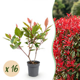 Green boutiQ - 16x Photinia fraseri Little Red Robin - Glansmispel - Haagplanten - Groenblijvend - Rood - Pot 9cm - Hoogte 25-35cm