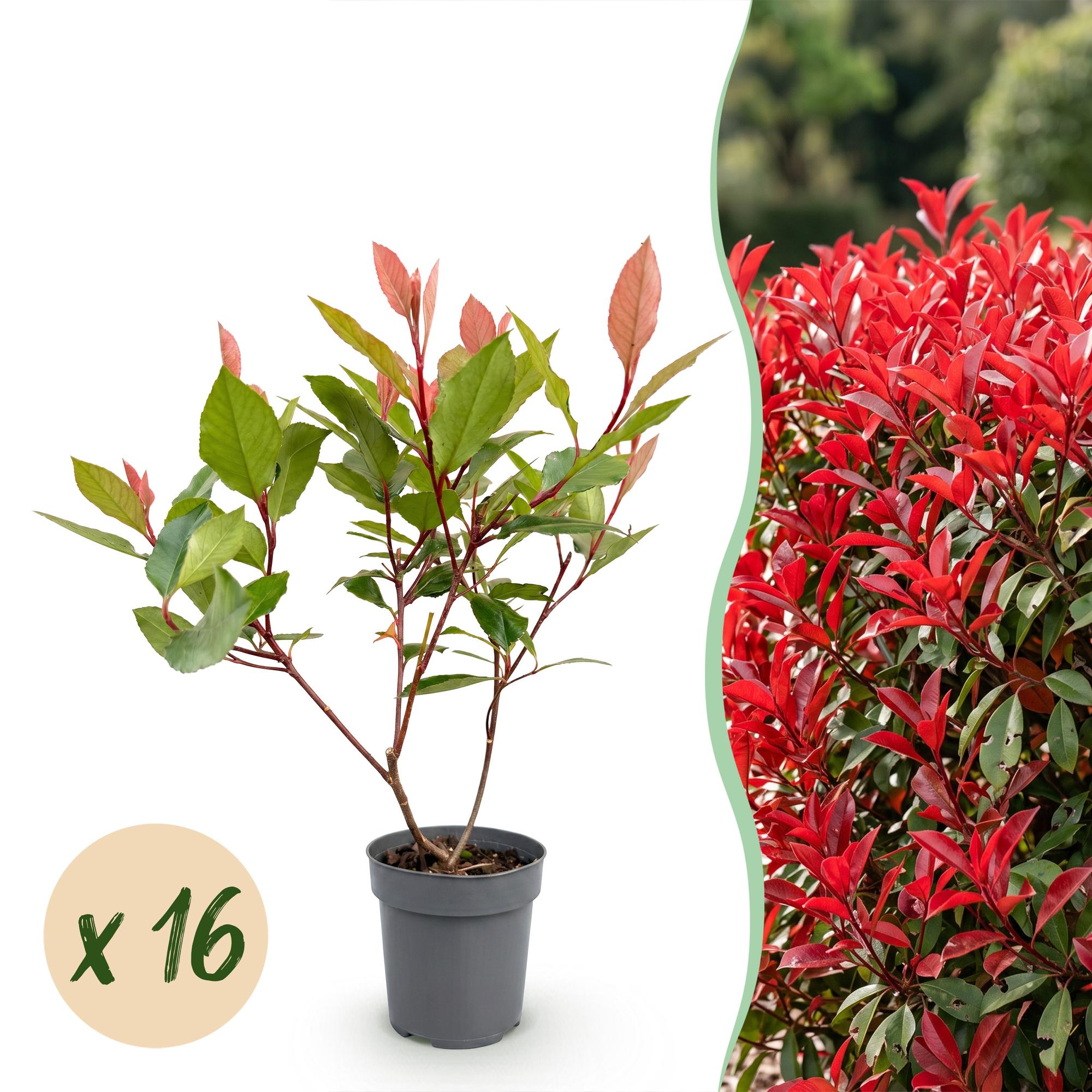 Green boutiQ - 16x Photinia fraseri Little Red Robin - Glansmispel - Haagplanten - Groenblijvend - Rood - Pot 9cm - Hoogte 25-35cm