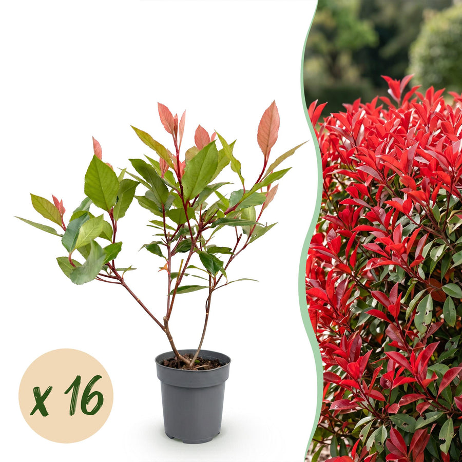 Photinia fraseri Little Red Robin — Glansmispelhaag, 16 stuks, 25-35 cm