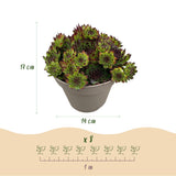 Green boutiQ - Bodembedekker - Winterhard -Sempervivum Big Sam - 8 Planten - Diversen kleuren - Weinig Onderhoud - Pot 14 Hoogte 17