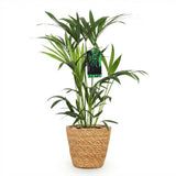 Green boutiQ - Kamerplant - Howea Forsteriana - Kentia Palm - Weinig Onderhoud - Groen - 1 Plant - met Mand - Pot 19cm - Hoogte 80-85cm