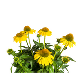 Echinacea Purpurea Yellow Ø19cm - ↕60 - 70cm