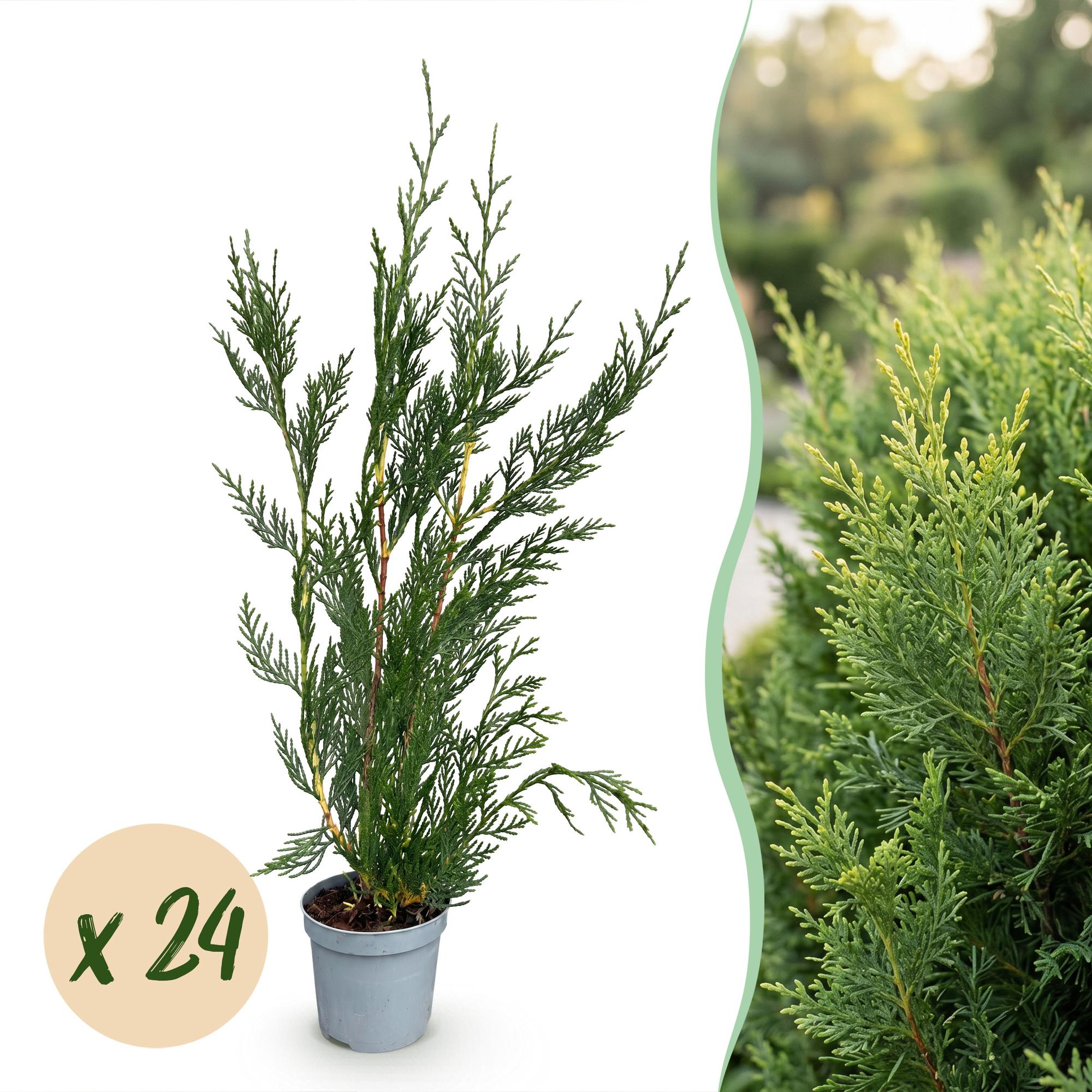 Green boutiQ - 24x Cupressocyparis leylandii 2011 - Leylandii - Haagplanten - Groenblijvend - Groen - Pot 9cm - Hoogte 30-40cm