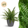 Green boutiQ - Kamerplant - Nephrolepsis exaltata Green Lady - Varen - Huisdiervriendelijke Plant - Groen - 4 Planten - met Potter Grijs - Pot 12cm - Hoogte 25cm