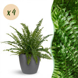 Green boutiQ - Kamerplant - Nephrolepsis exaltata Green Lady - Varen - Huisdiervriendelijke Plant - Groen - 4 Planten - met Potter Grijs - Pot 12cm - Hoogte 25cm