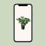 Monstera Deliciosa- Ø21cm - ↕65cm