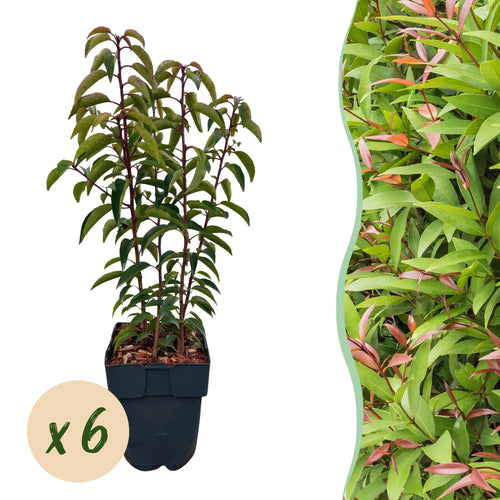 Prunus lusitanica Angustifolia — Portugese laurierhaag, 6 planten (1 strekkende meter), 50 cm