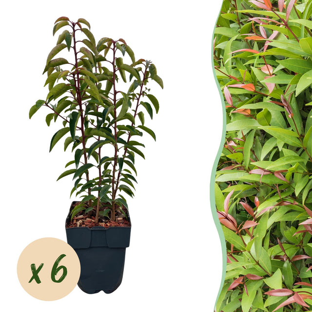Portugese laurier, 6 planten (1 m haag, 50 cm) — tuinplanten en borderpakketten geleverd in Aartselaar