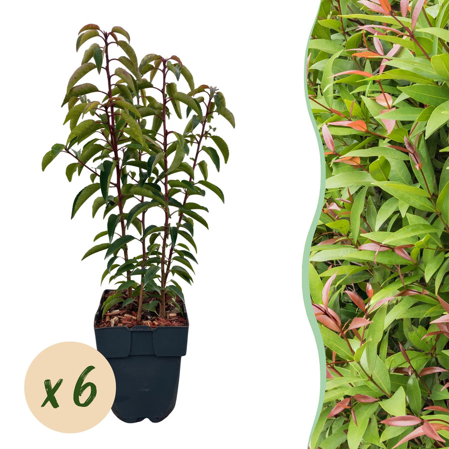 Prunus lusitanica Angustifolia — Portugese laurierhaag, 6 planten (1 strekkende meter), 50 cm
