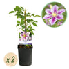 Green boutiQ - Klimplant - Clematis Piilu - Bloem Roze - Weinig onderhoud -2 planten -Pot 11cm Hoogte 40cm