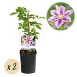 Green boutiQ - Klimplant - Clematis Piilu - Bloem Roze - Weinig onderhoud -2 planten -Pot 11cm Hoogte 40cm