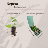 Nepeta – 6 Pluggen | Zelf Kweken & Genieten van een Aromatische Tuin!