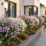 Green boutiQ - Vasteplant - Aster Tricolour - Zee Aster - Bijen en Vlinderlokkers - Paars - Roze - Wit - 12 Planten - Pot 11cm - Hoogte 15-25cm