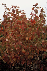 24x Cornus sang. 'Anny's Winter Orange' - ↕10-25cm - Ø9cm