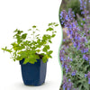 Green boutiQ - Vasteplant - Nepeta faassenii 'Six Hills Giant' - Kattenkruid - Bijen- en vlinderlokkers - Paars - 6 Planten - Pot 11cm - Hoogte 15-25cm