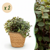 Green boutiQ - Kamerplant - Calissia repens - Kattengras - Huisdiervriendelijk - Groen - 2 Planten - met Mand - Pot 12cm - Hoogte 17-20cm