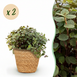 Green boutiQ - Kamerplant - Calissia repens - Kattengras - Huisdiervriendelijk - Groen - 2 Planten - met Mand - Pot 12cm - Hoogte 17-20cm