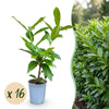 Green boutiQ - 16x Prunus laur. Novita - Laurierkers - Haagplanten - Groenblijvend - Groen - Pot 9cm - Hoogte 25-35cm