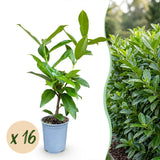 Green boutiQ - 16x Prunus laur. Novita - Laurierkers - Haagplanten - Groenblijvend - Groen - Pot 9cm - Hoogte 25-35cm