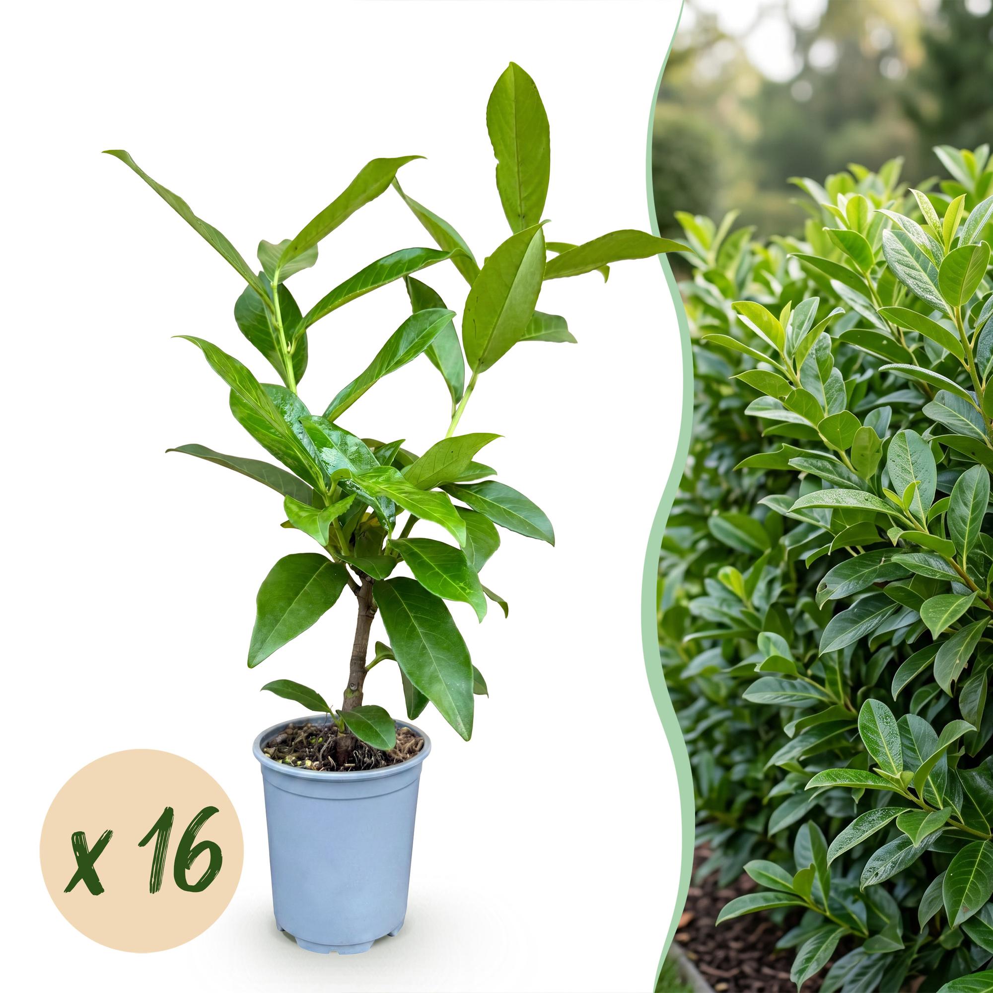 Green boutiQ - 16x Prunus laur. Novita - Laurierkers - Haagplanten - Groenblijvend - Groen - Pot 9cm - Hoogte 25-35cm