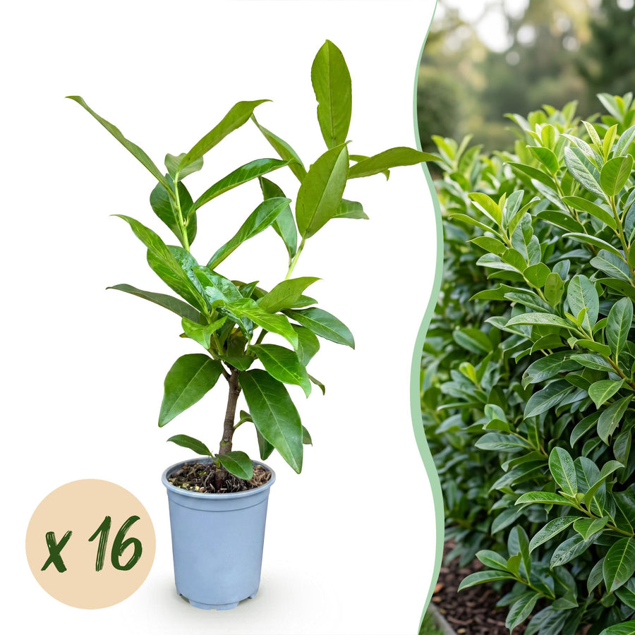 Prunus laur. Novita — Laurierkershaag, 16 stuks, 25-35 cm