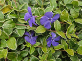 60x Vinca minor 'Ralph Shugert' - ↕10-25cm - Ø9cm