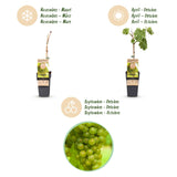 Green boutiQ - Fruitplant - Vitis vinifera Vroege van der Laan - Druivenplant - Winterhard - Witte Druif - 2 Planten - Pot 15cm - Hoogte 50cm